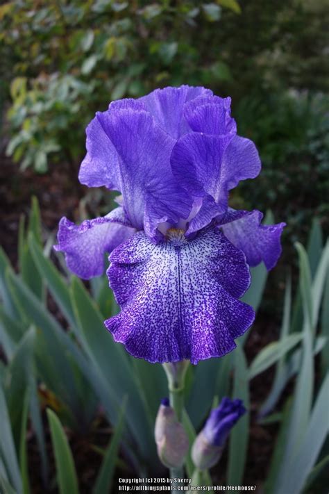 iris escort|Tall Bearded Iris (Iris Escort) in the Irises Database